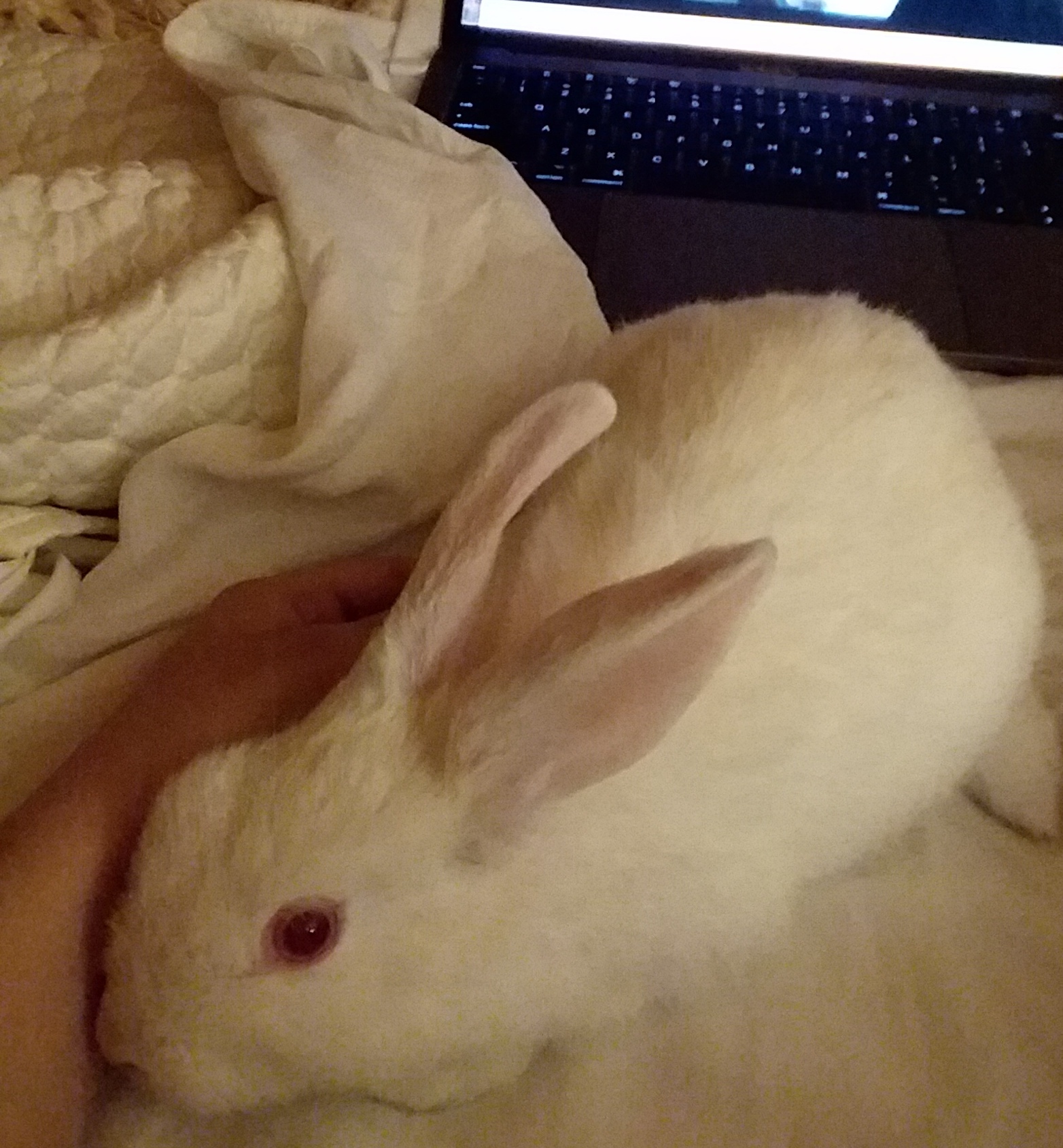 DAISY, a Adoptable New Zealand in Los Angeles, CA image 1/12