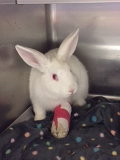 DAISY, a Adoptable New Zealand in Los Angeles, CA image 2/12