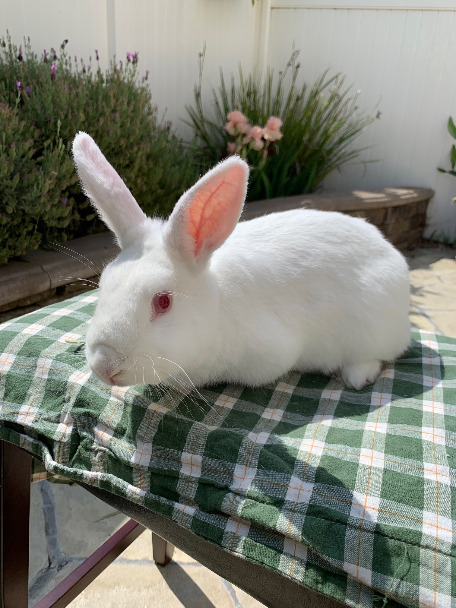 DAISY, a Adoptable New Zealand in Los Angeles, CA image 3/12