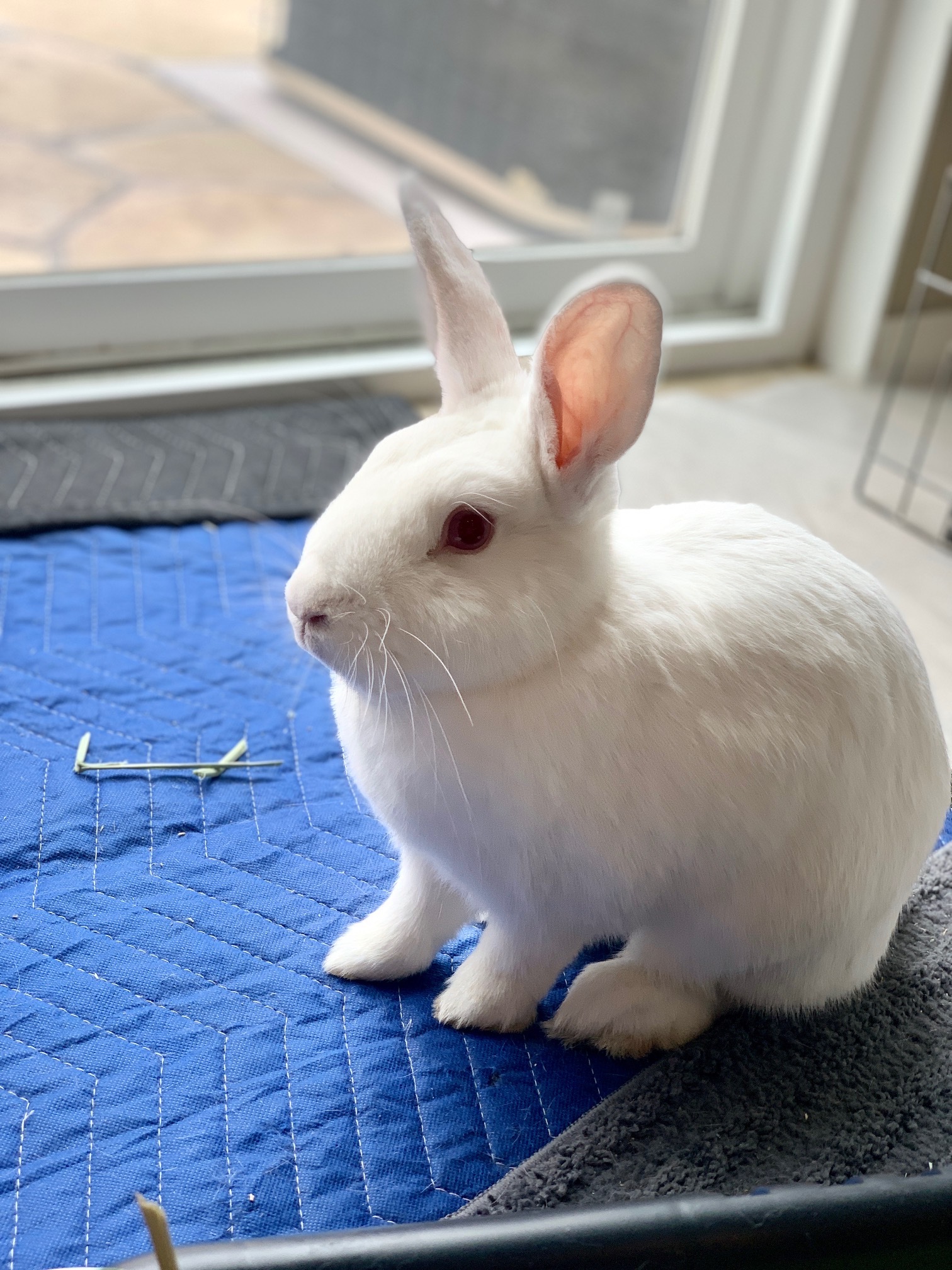 DAISY, a Adoptable New Zealand in Los Angeles, CA image 4/12