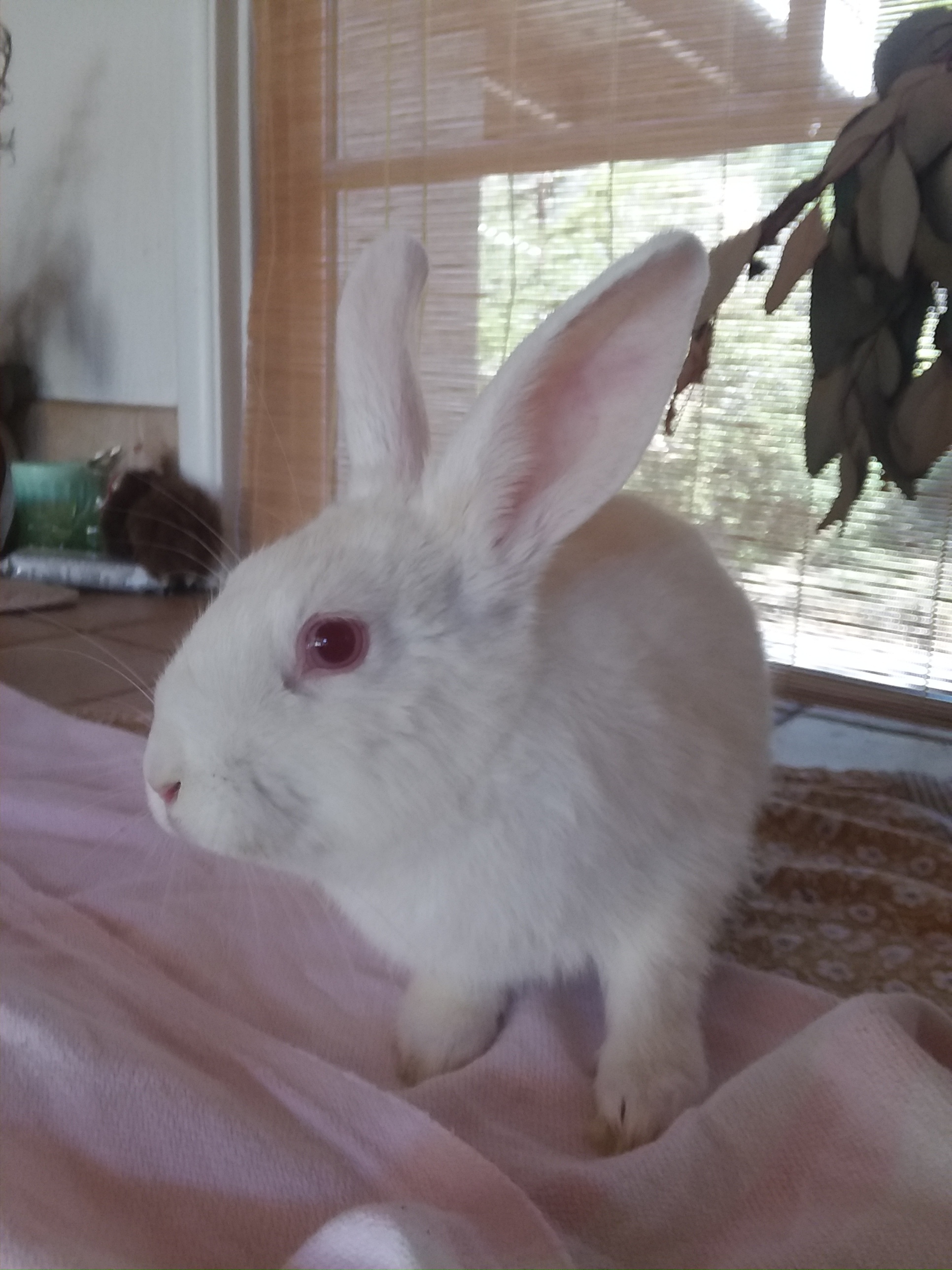 DAISY, a Adoptable New Zealand in Los Angeles, CA image 5/12