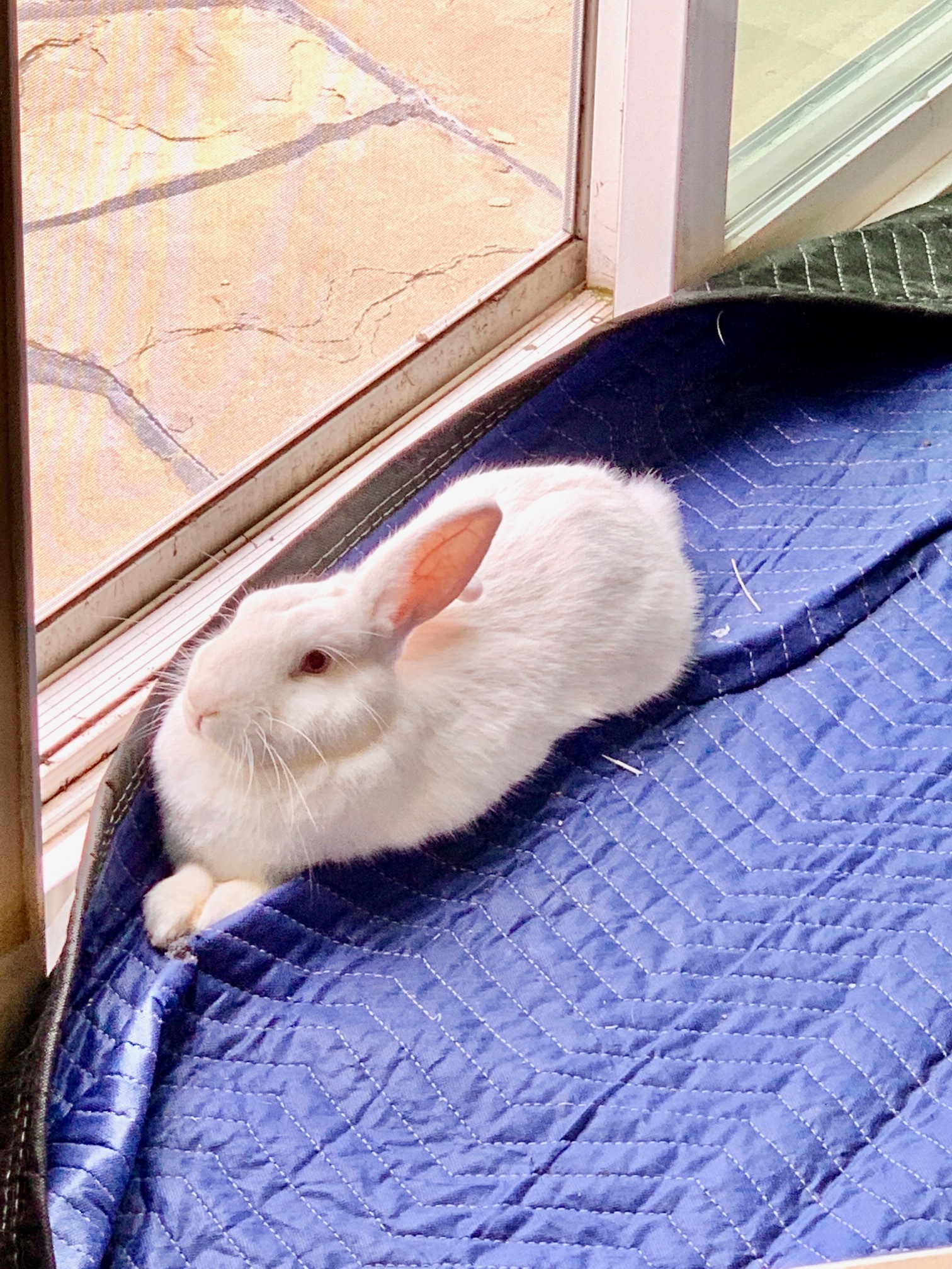 DAISY, a Adoptable New Zealand in Los Angeles, CA image 6/12