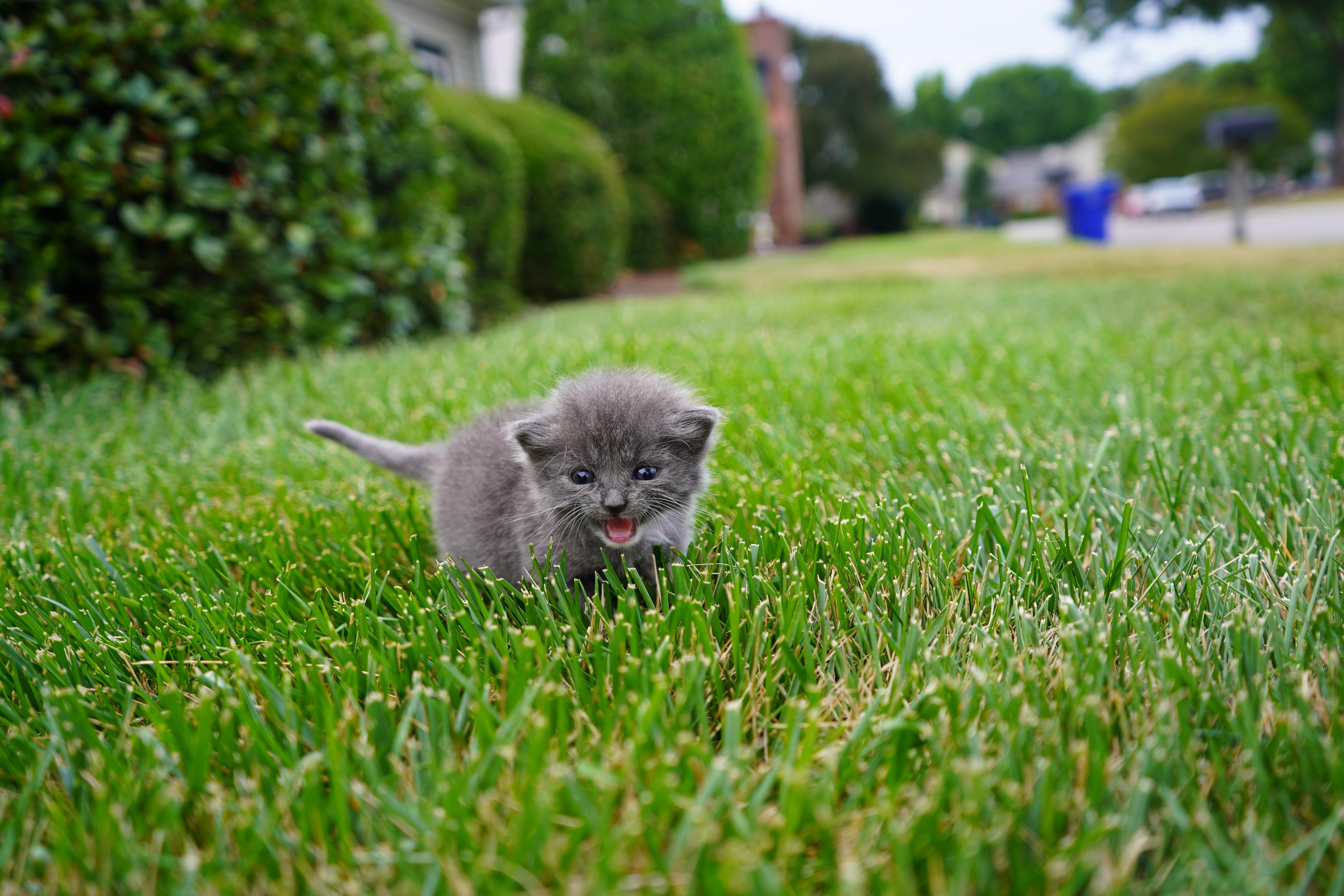 Thea, a ADOPTABLE Domestic Short Hair in Suffolk, VA image 3/3