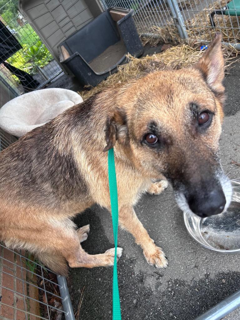 Enlarge Moses, a Adoptable German Shepherd Dog in Sherwood, AR image 1/6