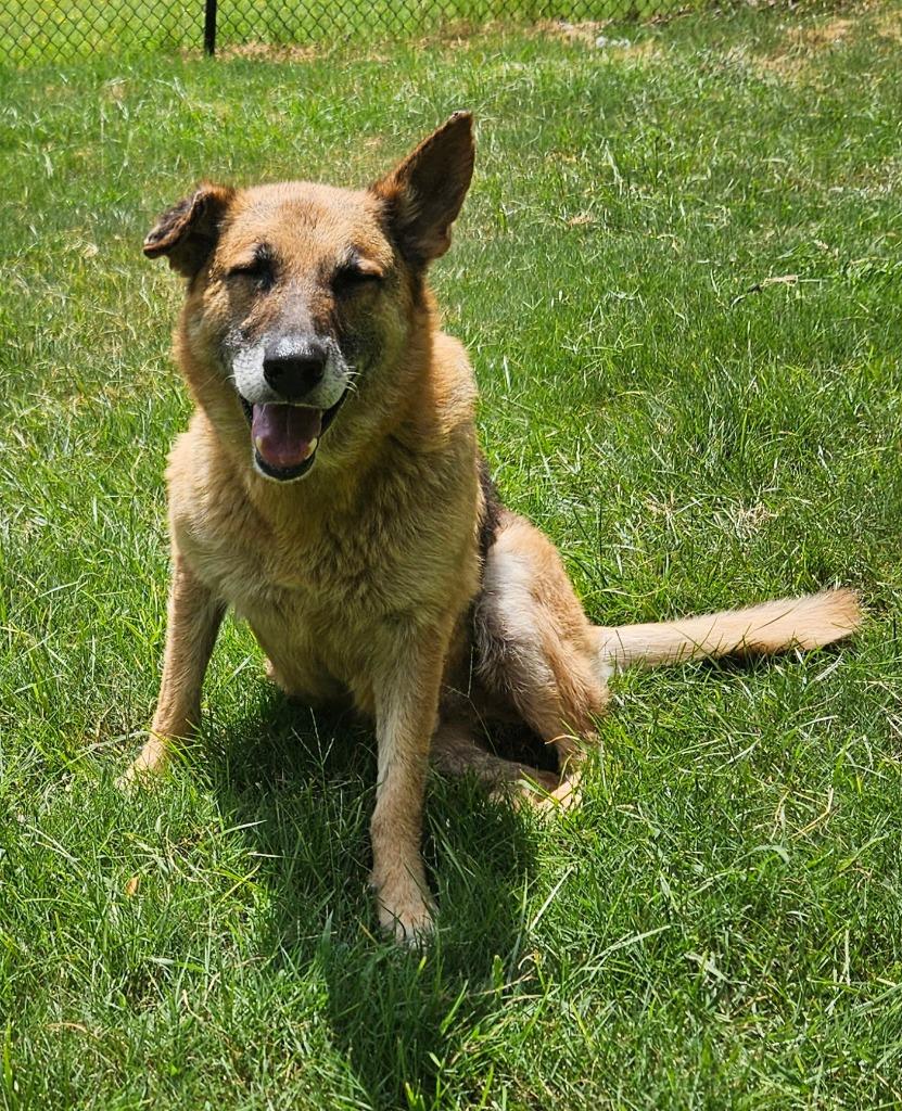 Enlarge Moses, a Adoptable German Shepherd Dog in Sherwood, AR image 2/6