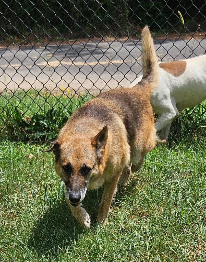 Enlarge Moses, a Adoptable German Shepherd Dog in Sherwood, AR image 3/6