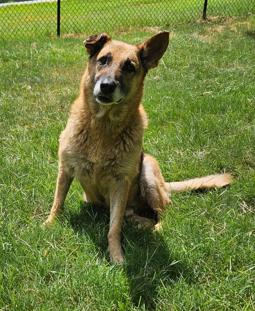 Enlarge Moses, a Adoptable German Shepherd Dog in Sherwood, AR image 4/6