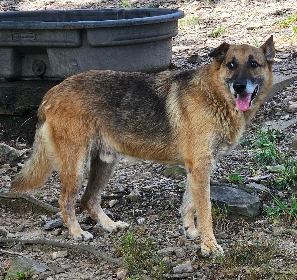 Enlarge Moses, a Adoptable German Shepherd Dog in Sherwood, AR image 5/6