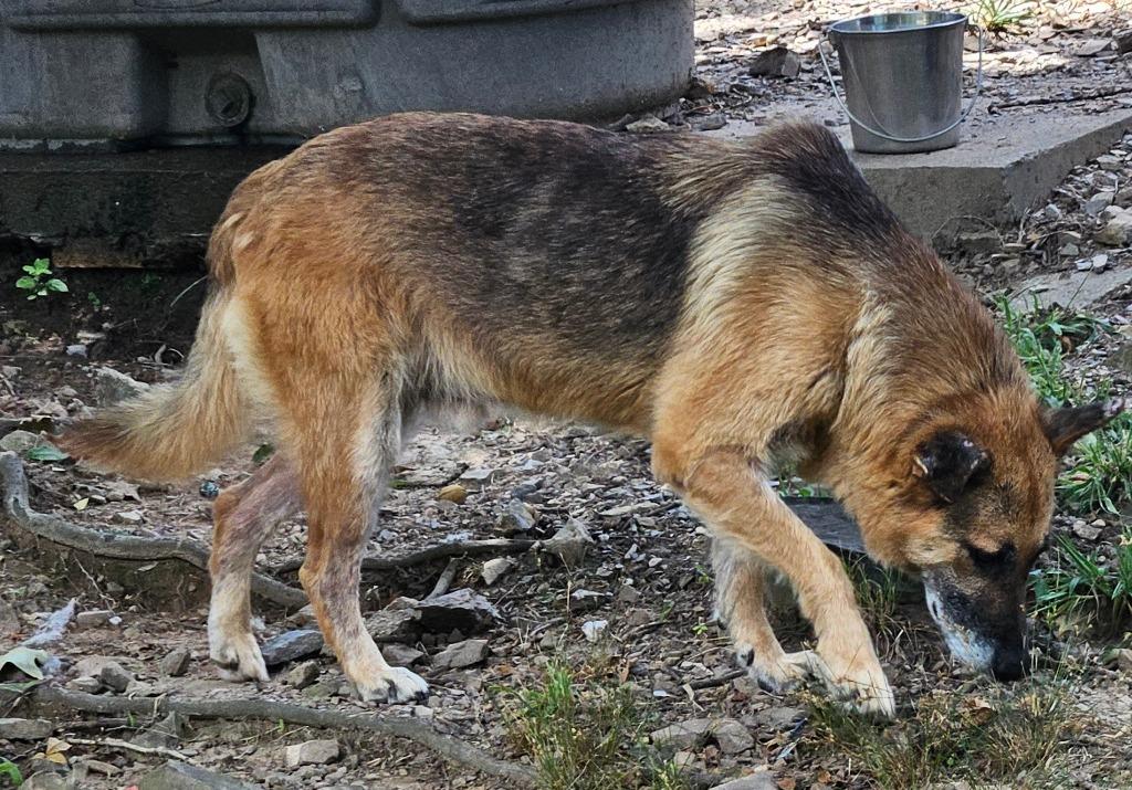 Enlarge Moses, a Adoptable German Shepherd Dog in Sherwood, AR image 6/6