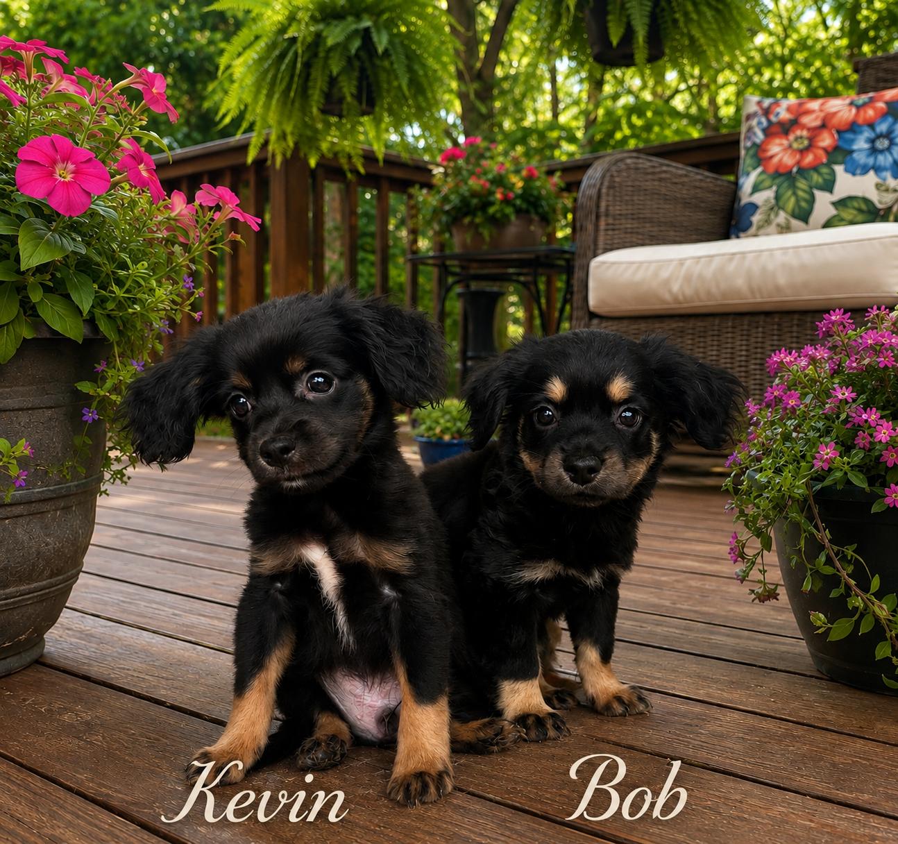Enlarge Bob, an adopted mixed breed in Renton, WA image 5/6