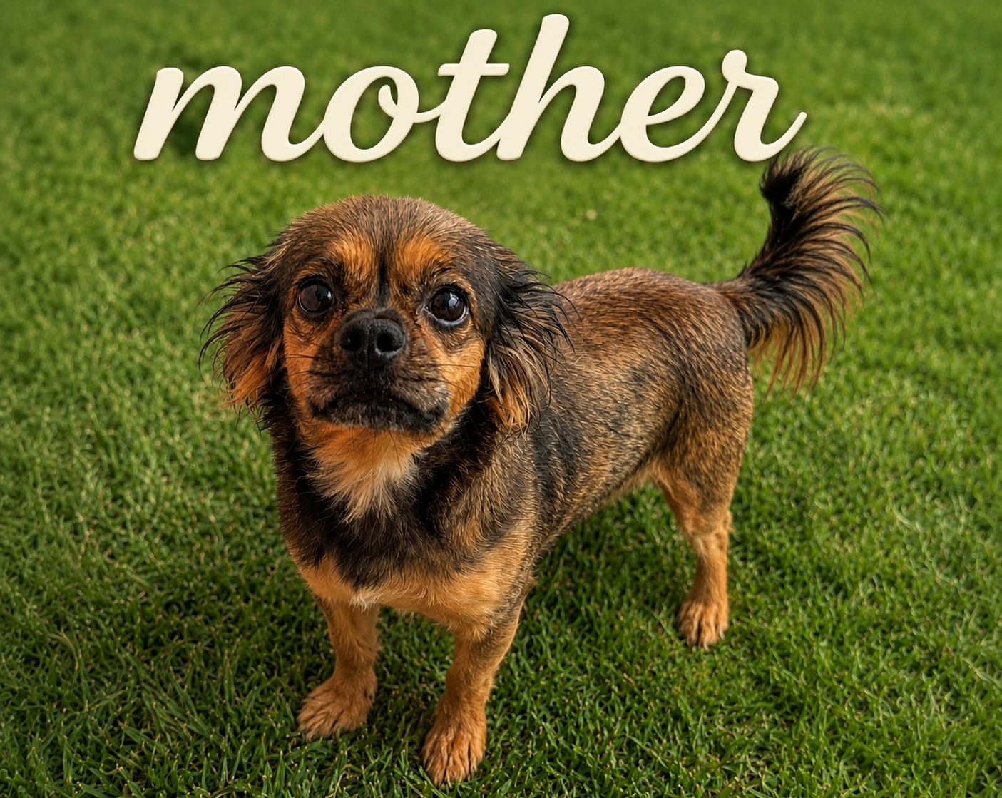 Enlarge Bob, an adopted mixed breed in Renton, WA image 4/6