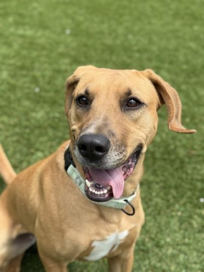 Enlarge Vek - 3, a Adoptable mixed breed in Daytona Beach, FL image 1/3