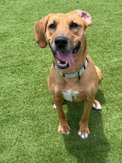 Enlarge Vek - 3, a Adoptable mixed breed in Daytona Beach, FL image 2/3