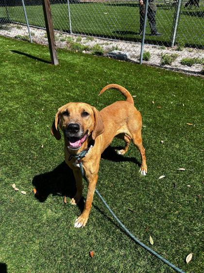 Enlarge Vek - 3, a Adoptable mixed breed in Daytona Beach, FL image 3/3