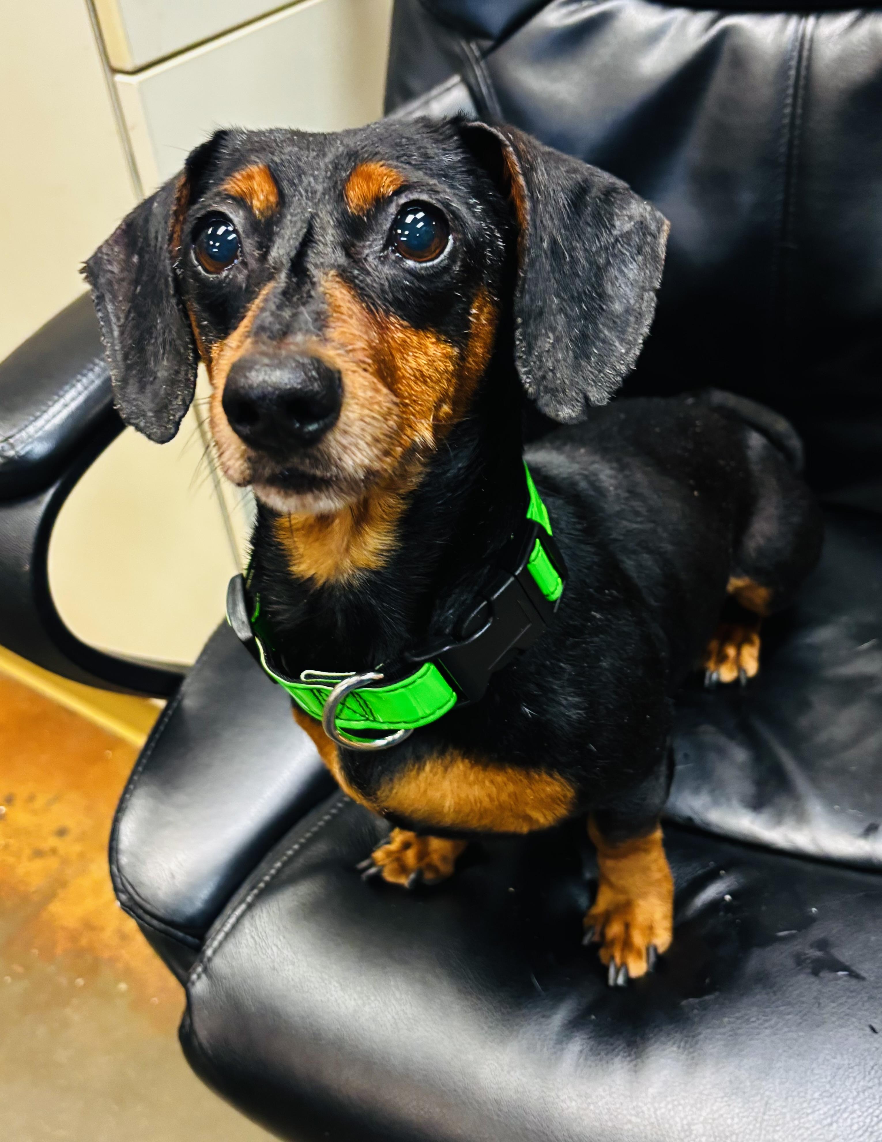 Enlarge Buddie , a ADOPTABLE Dachshund in Council Bluffs, IA image 1/1