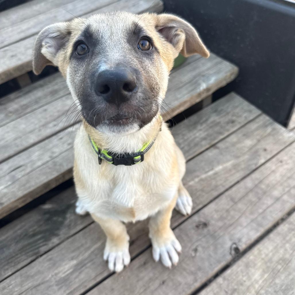 Enlarge Basil, a Adoptable Mixed Breed in Leander, TX image 5/5