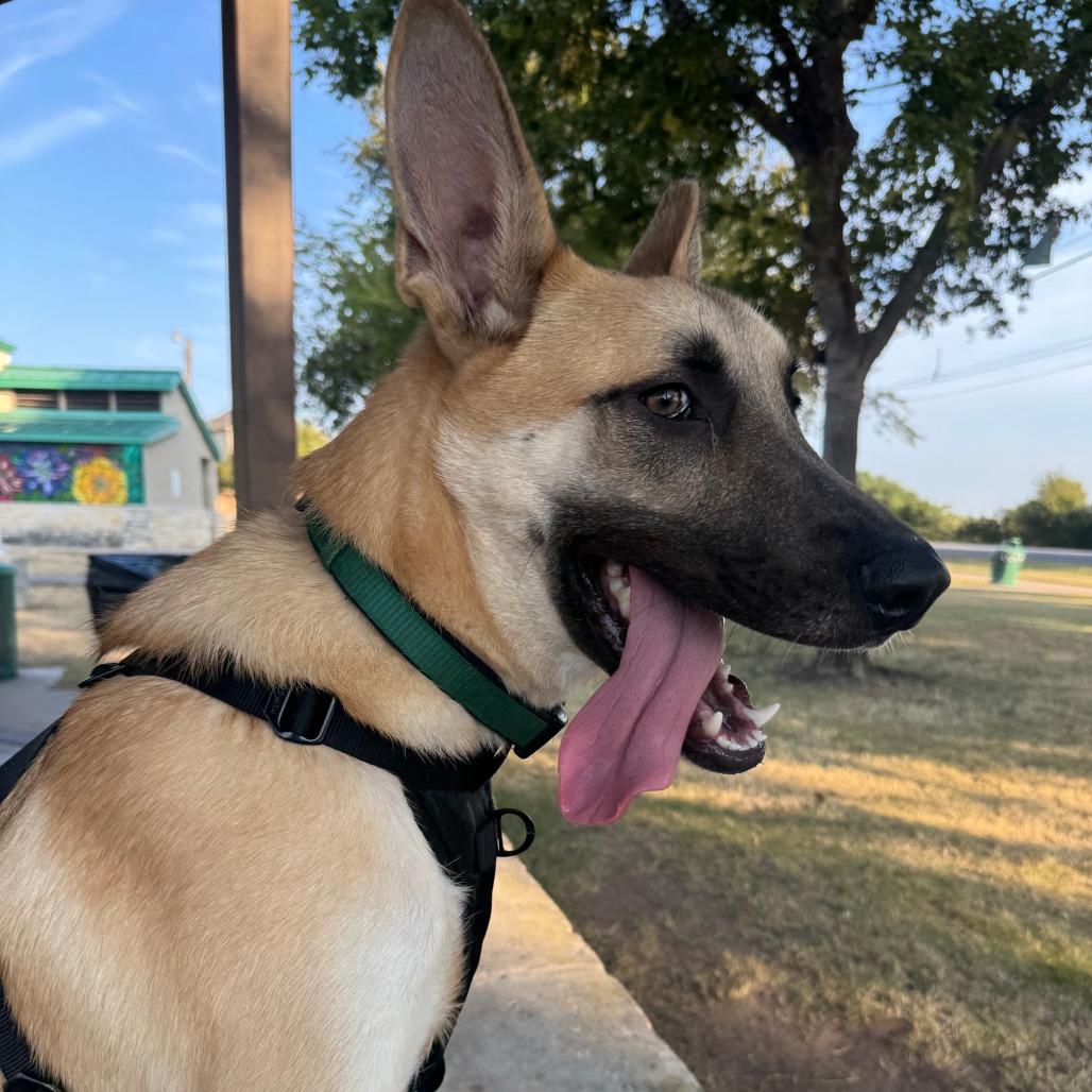 Enlarge Basil, a Adoptable Mixed Breed in Leander, TX image 2/5