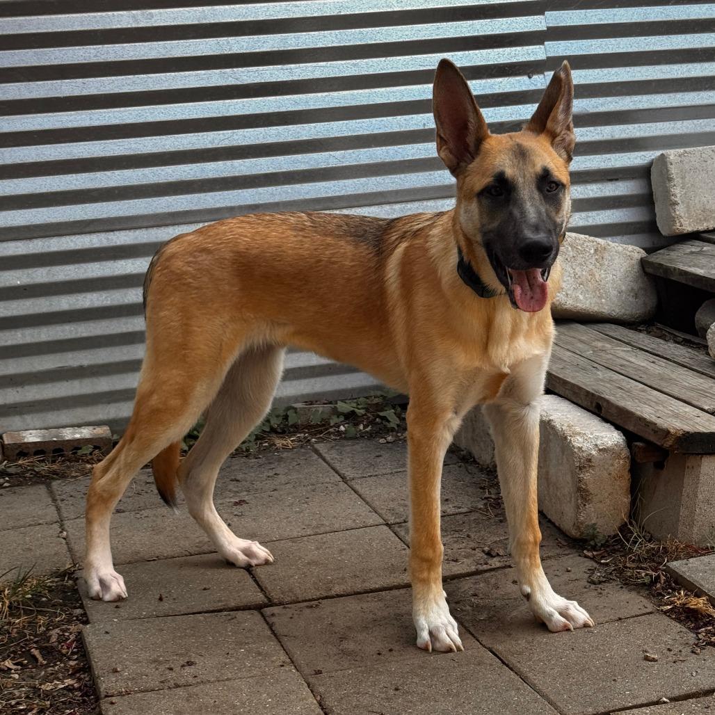 Enlarge Basil, a Adoptable Mixed Breed in Leander, TX image 3/5