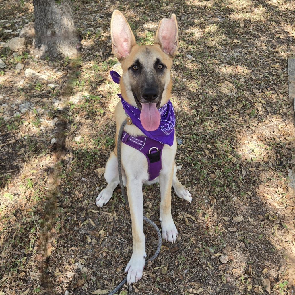 Enlarge Basil, a Adoptable Mixed Breed in Leander, TX image 1/5