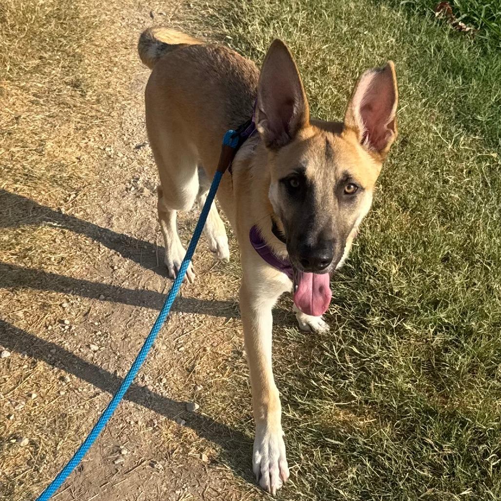 Enlarge Basil, a Adoptable Mixed Breed in Leander, TX image 4/5