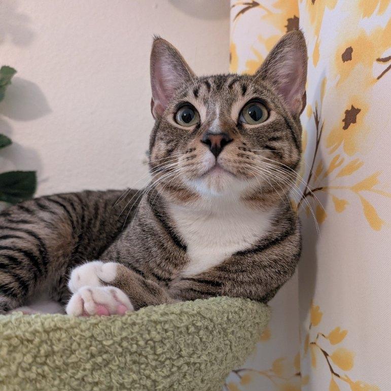 Enlarge Glenn with 2 N's, an adopted Domestic Short Hair in Beaverton, OR image 2/3