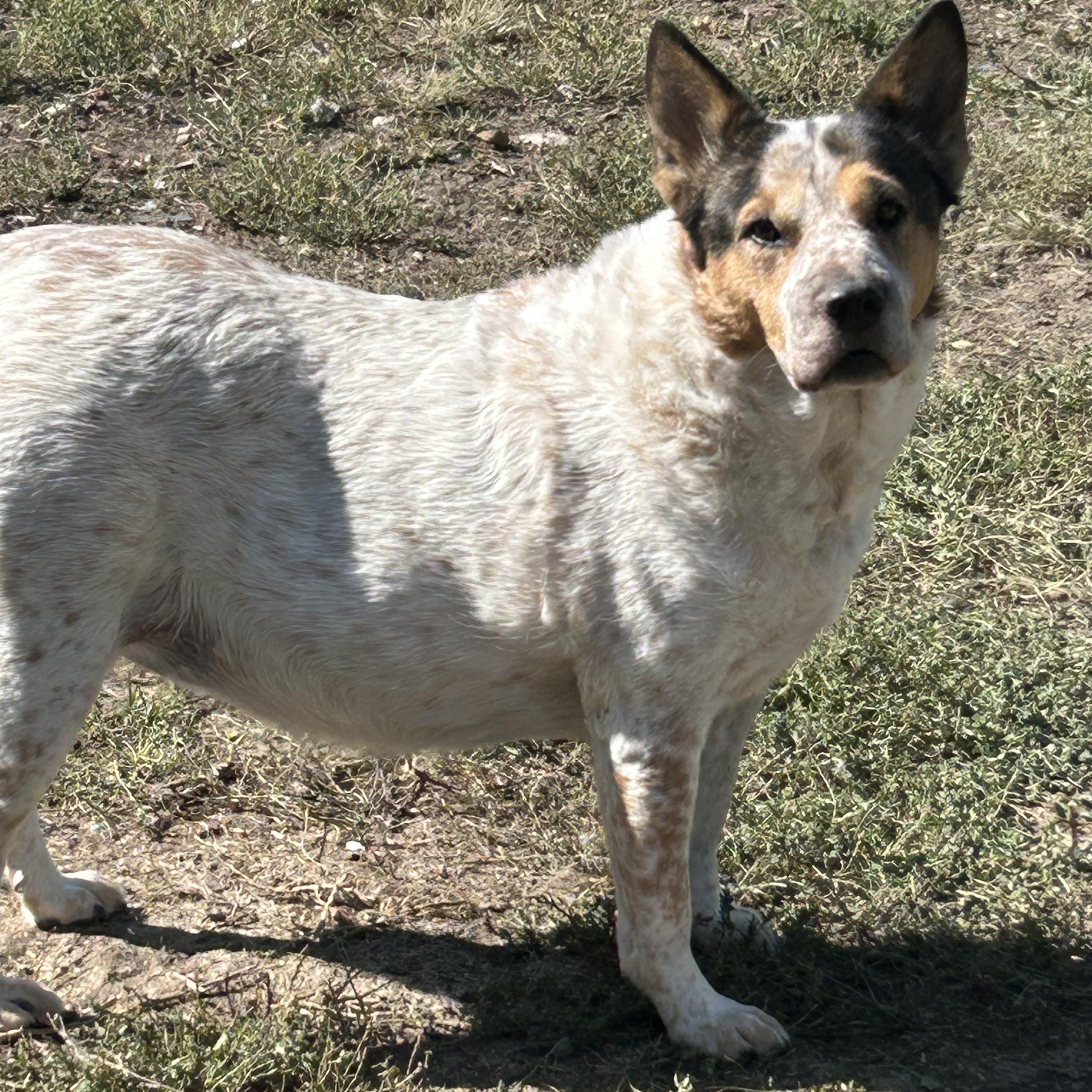 Barbie, an adoptable Australian Cattle Dog / Blue Heeler in Hardin, MT, 59034 | Photo Image 2