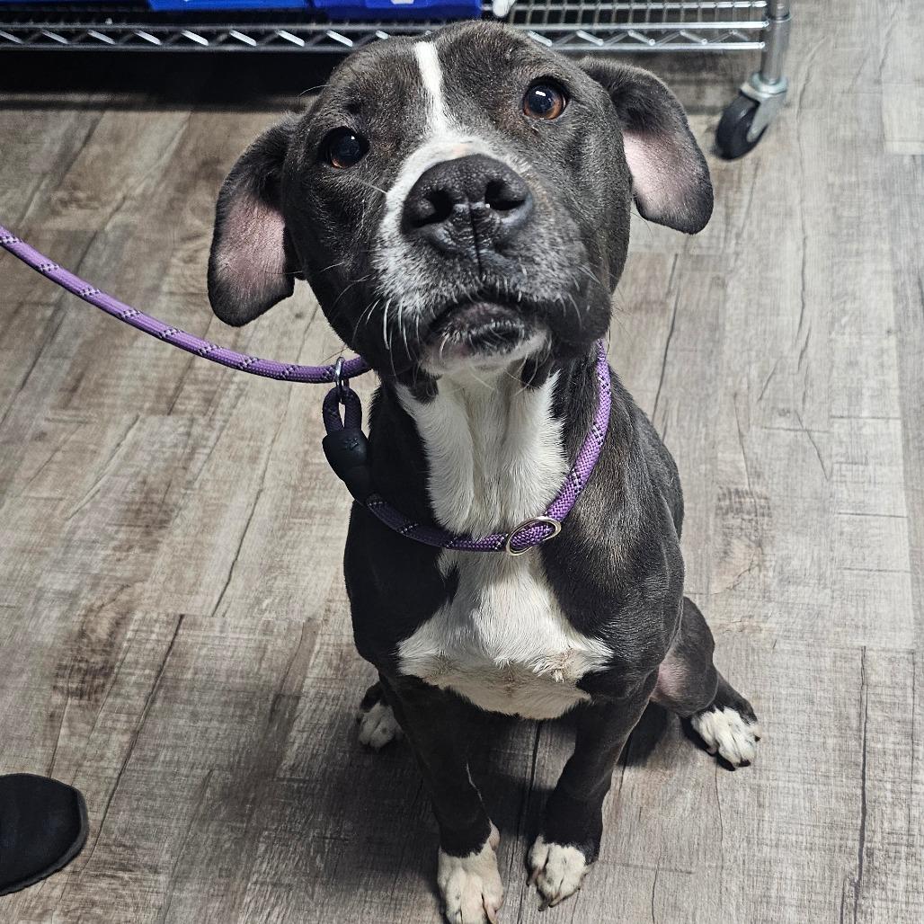 Ryder, Adoptable, Adult Female Pit Bull Terrier.