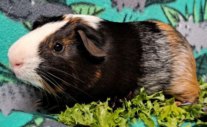 John, a ADOPTABLE Short-Haired in Gary, IN image 4/4
