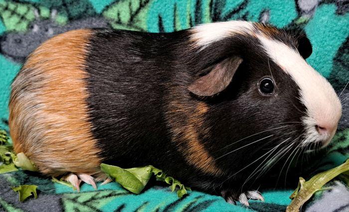 John, ADOPTABLE, Young Male Short-Haired.