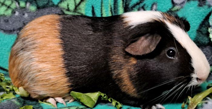 John, a ADOPTABLE Short-Haired in Gary, IN image 3/4