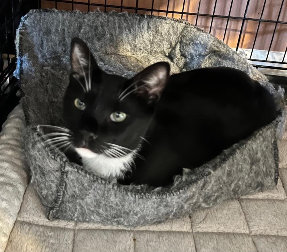 Felix, Adopted, Young Male Domestic Short Hair & Domestic Short Hair.