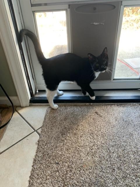 Felix, a Adopted mixed breed in Wilmington, NC image 2/3