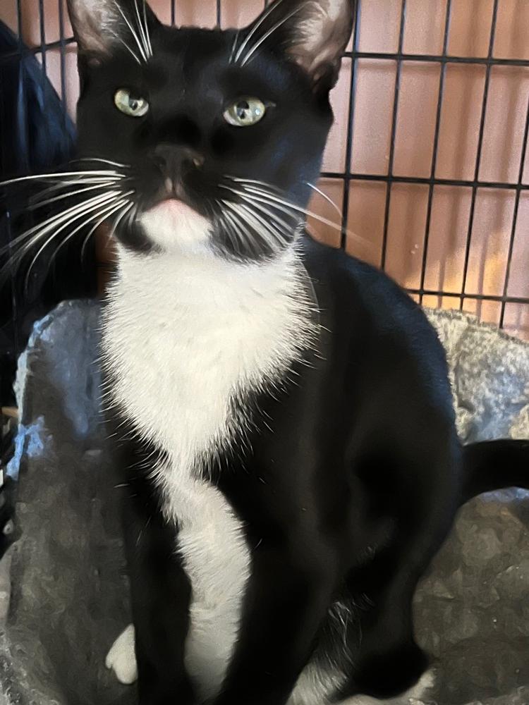 Felix, a Adopted mixed breed in Wilmington, NC image 3/3