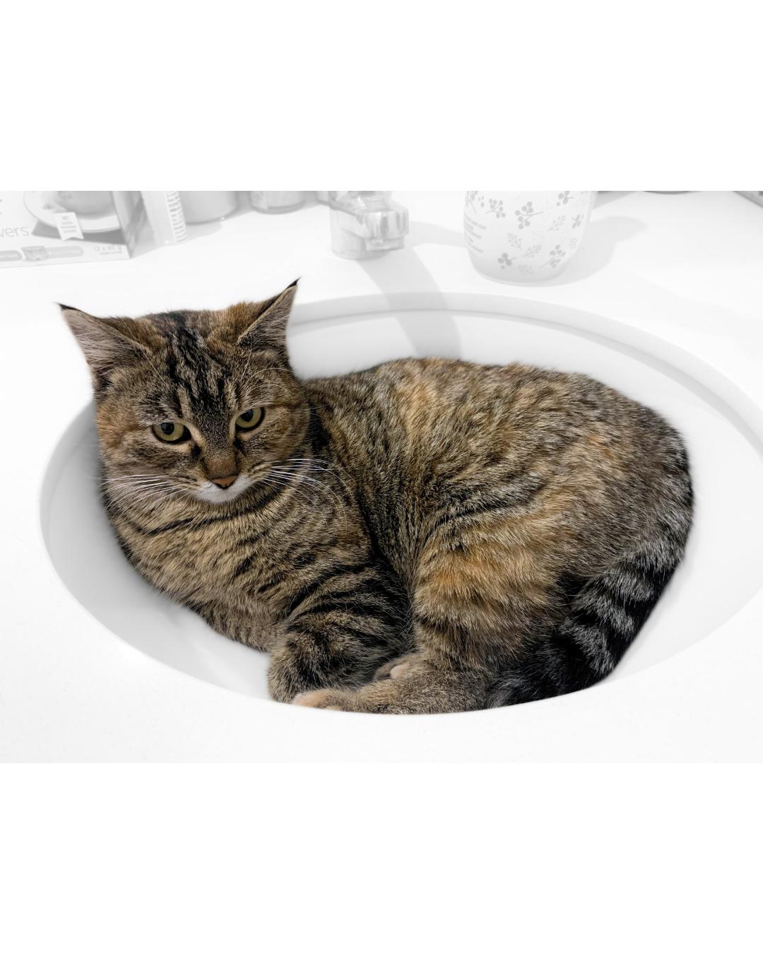 Elsa, Adoptable, Young Female Domestic Short Hair.