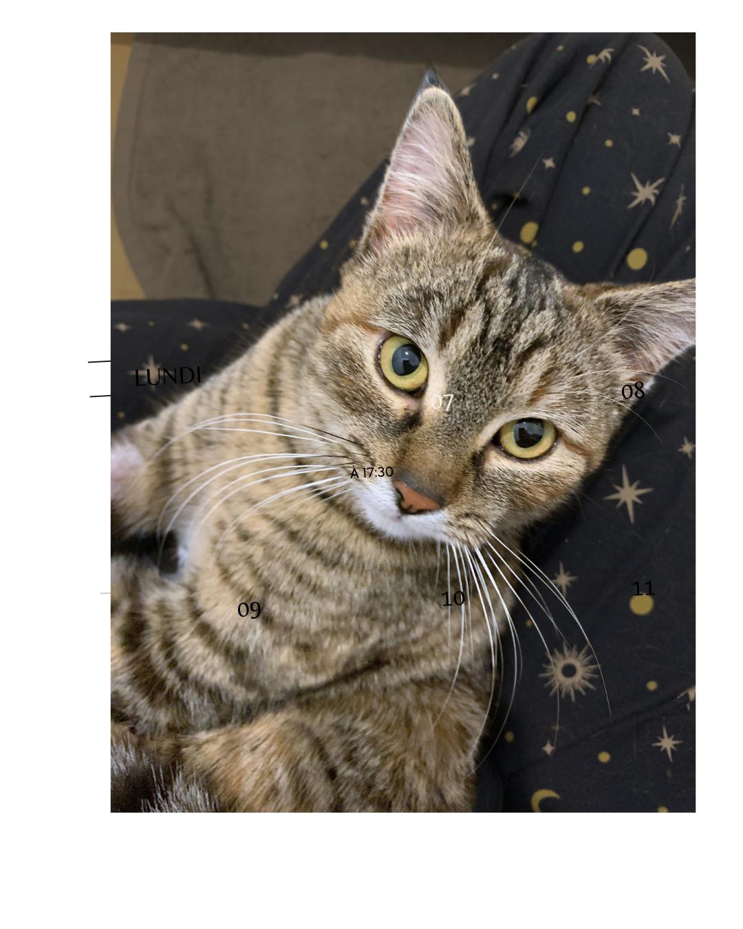 Enlarge Elsa, a Adoptable mixed breed in Steinbach, MB image 2/6