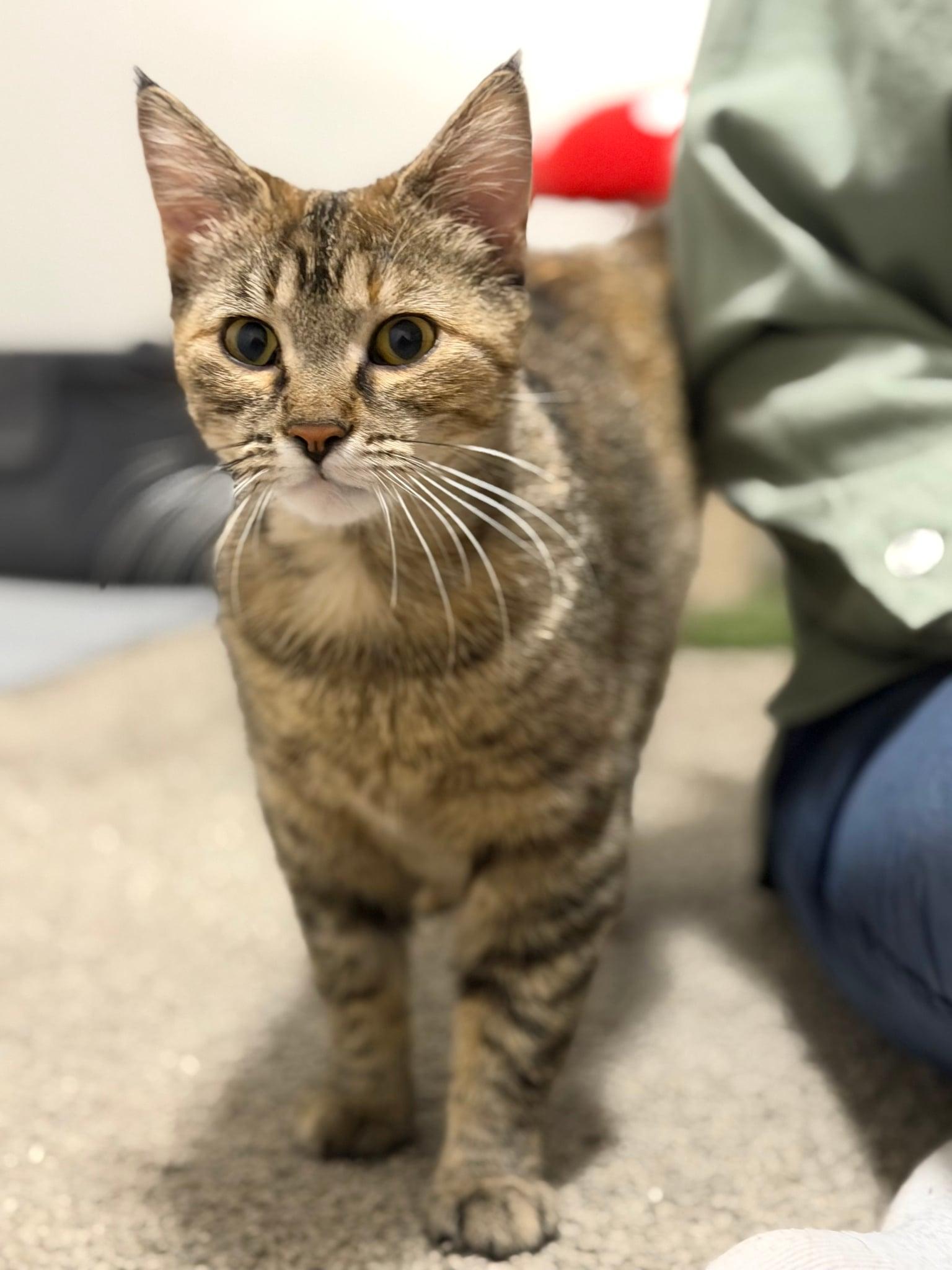 Enlarge Elsa, a Adoptable mixed breed in Steinbach, MB image 3/6
