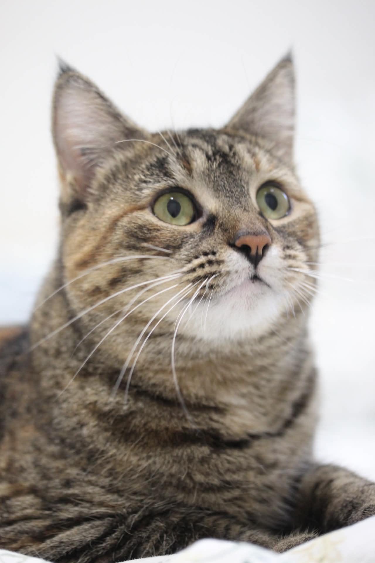 Enlarge Elsa, a Adoptable mixed breed in Steinbach, MB image 3/6