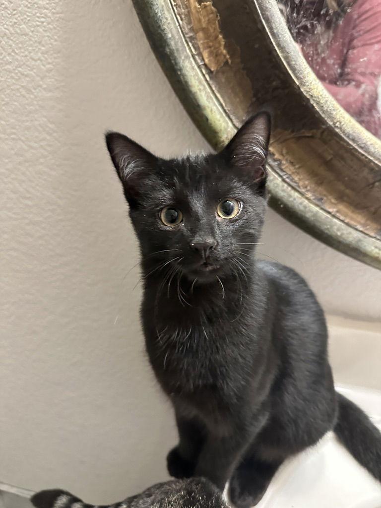 Stormy, Adoptable, Young Male Domestic Short Hair.