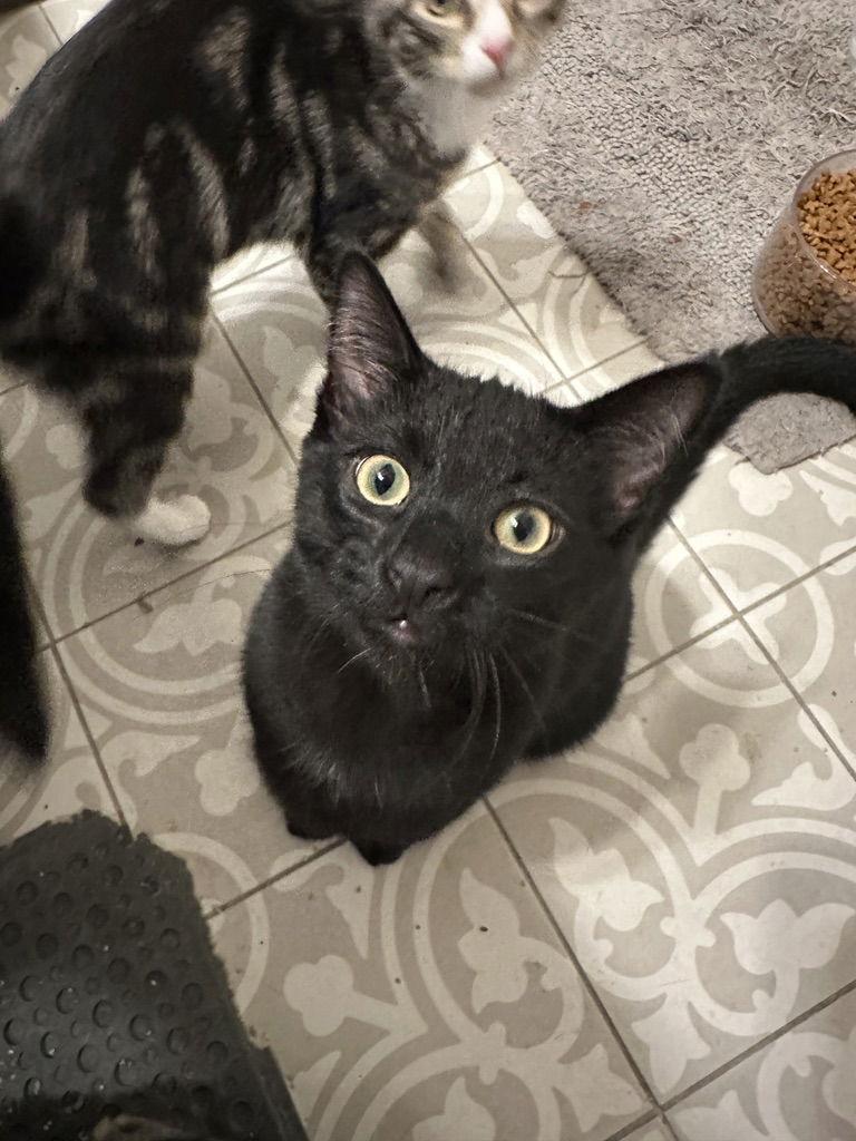 Enlarge Stormy, a Adoptable Domestic Short Hair in Rowlett, TX image 2/3