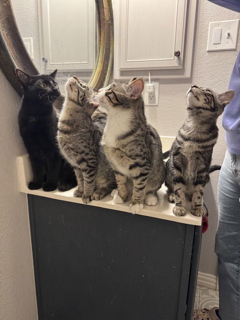 Enlarge Stormy, a Adoptable Domestic Short Hair in Rowlett, TX image 3/3