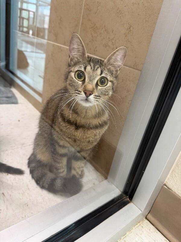 Enlarge Nala, a Adoptable Domestic Short Hair in Hobbs, NM image 2/3