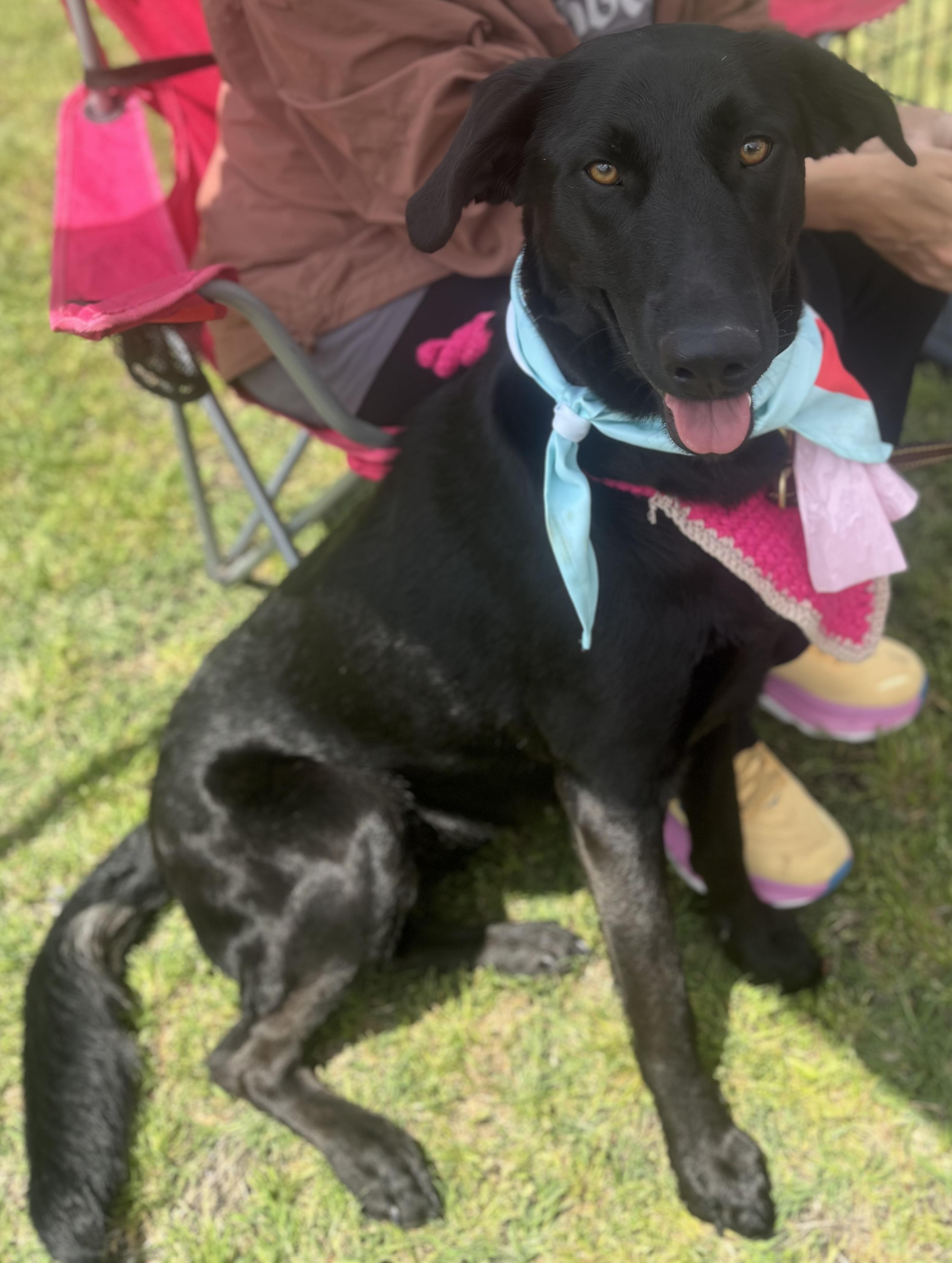 Myna, Adoptable, Adult Female German Shepherd Dog & Black Labrador Retriever.