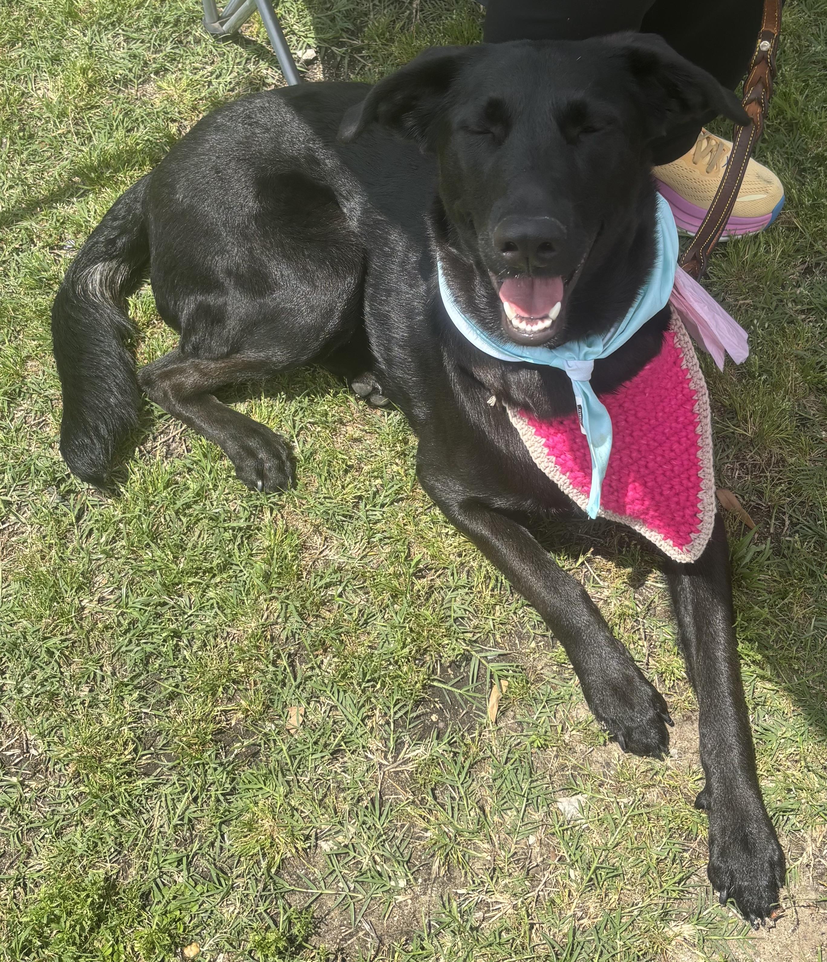 Enlarge Myna, a Adoptable mixed breed in Benbrook, TX image 2/2