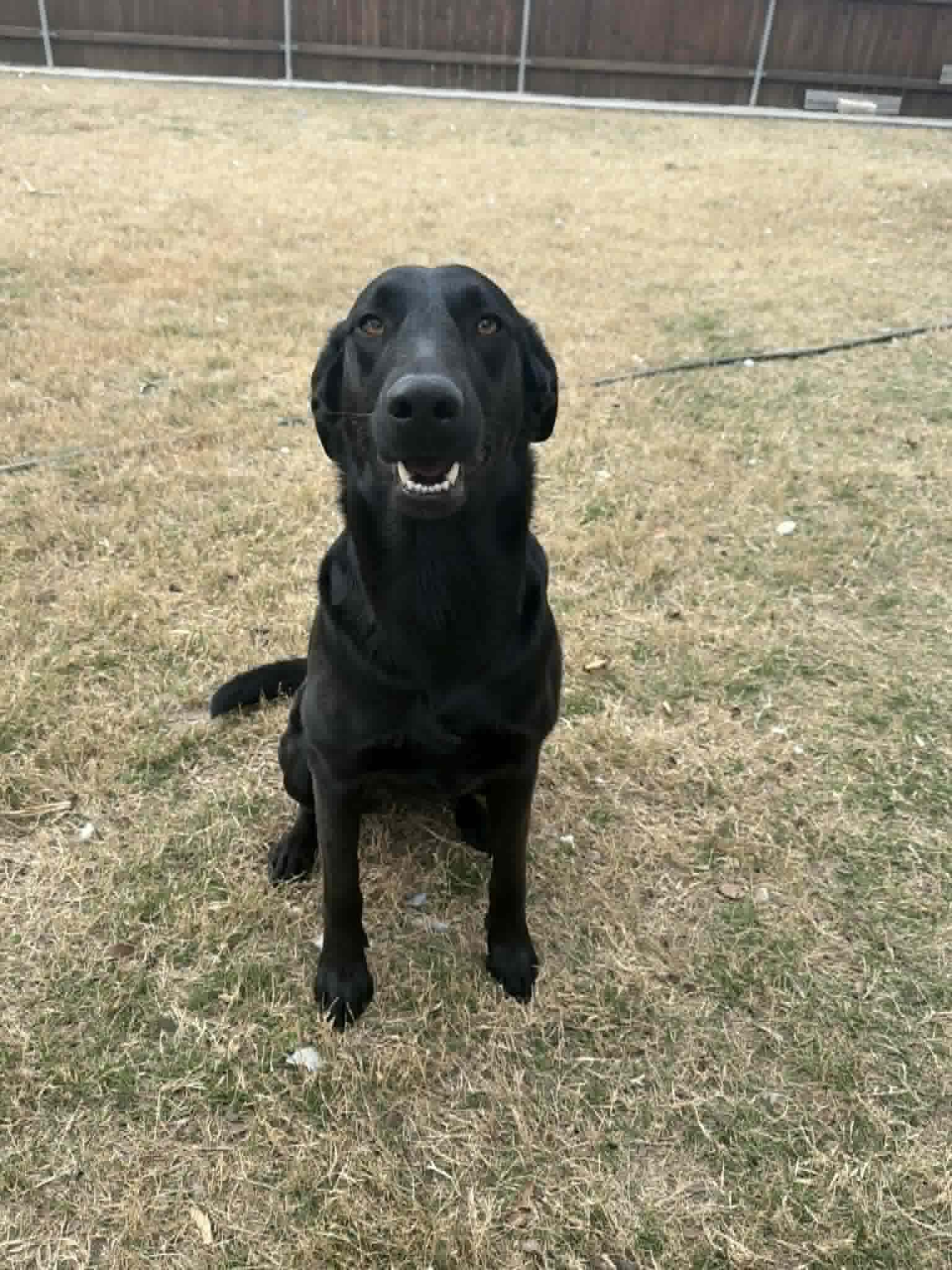 Enlarge Myna, a Adoptable mixed breed in Benbrook, TX image 5/5