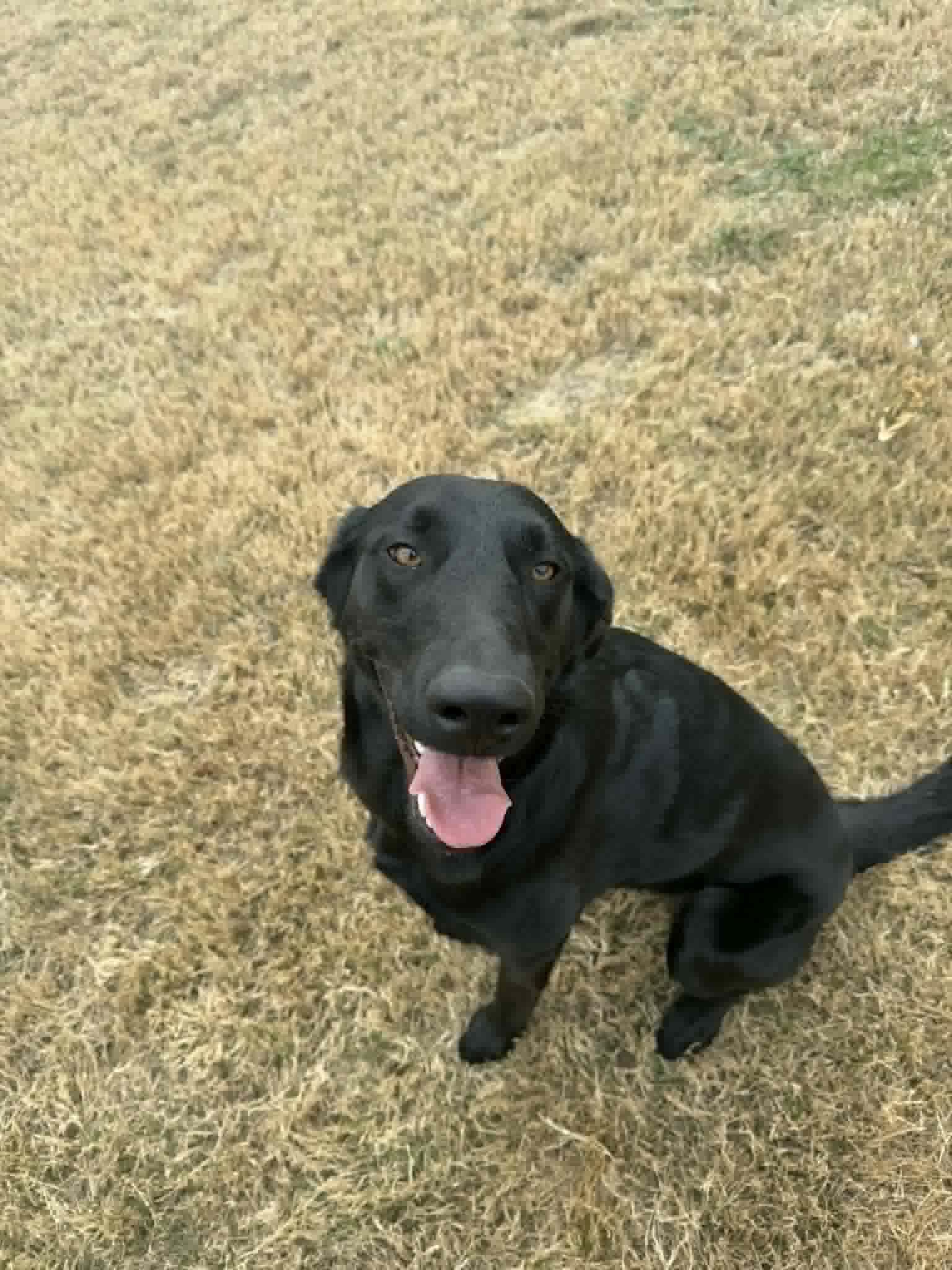 Enlarge Myna, a Adoptable mixed breed in Benbrook, TX image 3/5