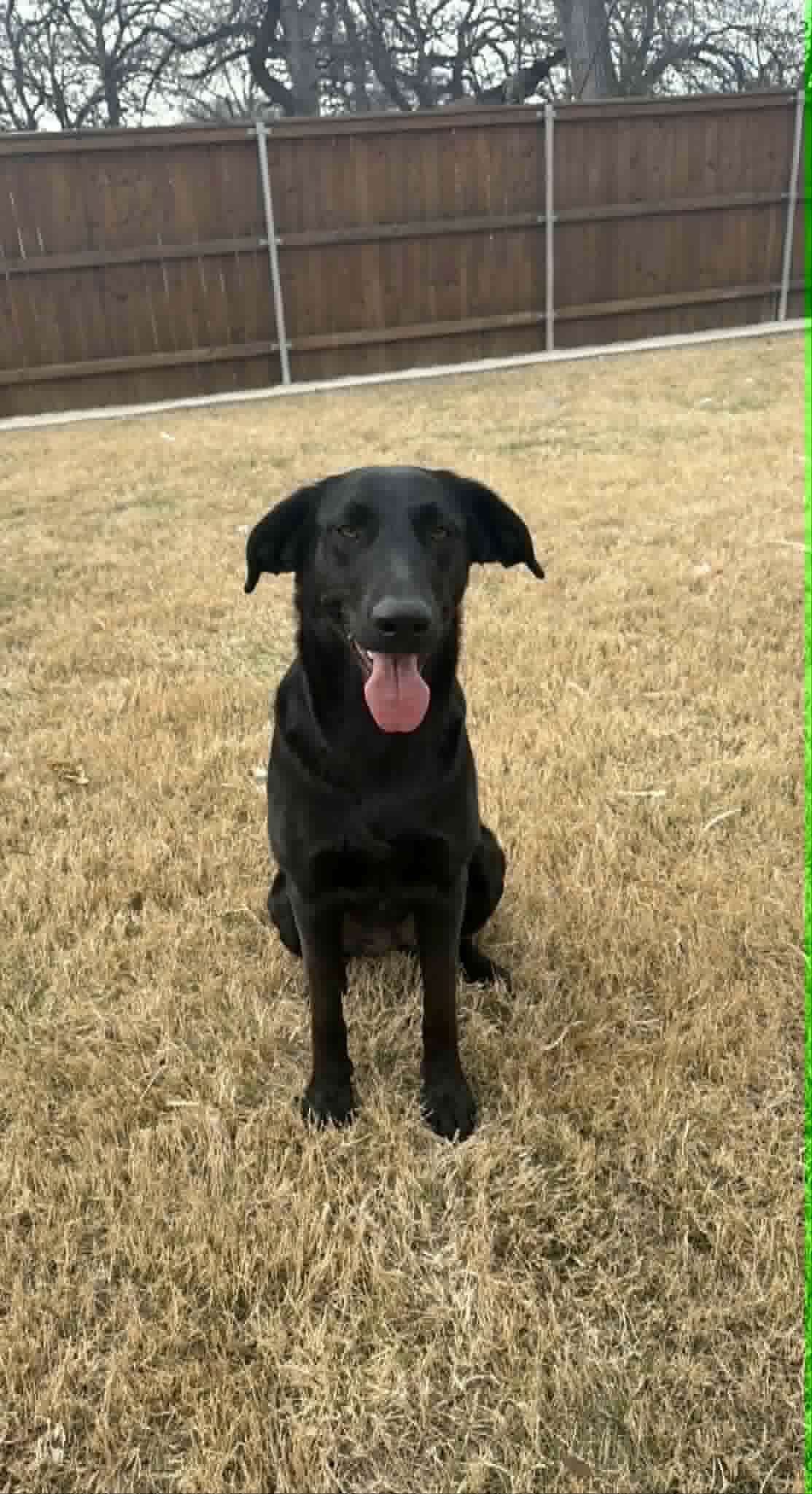 Enlarge Myna, a Adoptable mixed breed in Benbrook, TX image 4/5