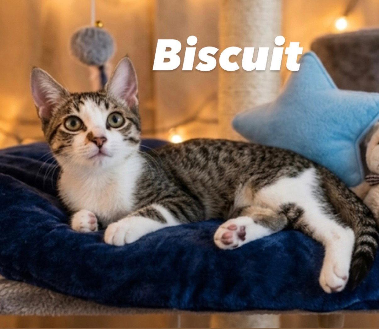 Biscuit, a Adoptable Domestic Short Hair in Chandler, AZ image 2/2