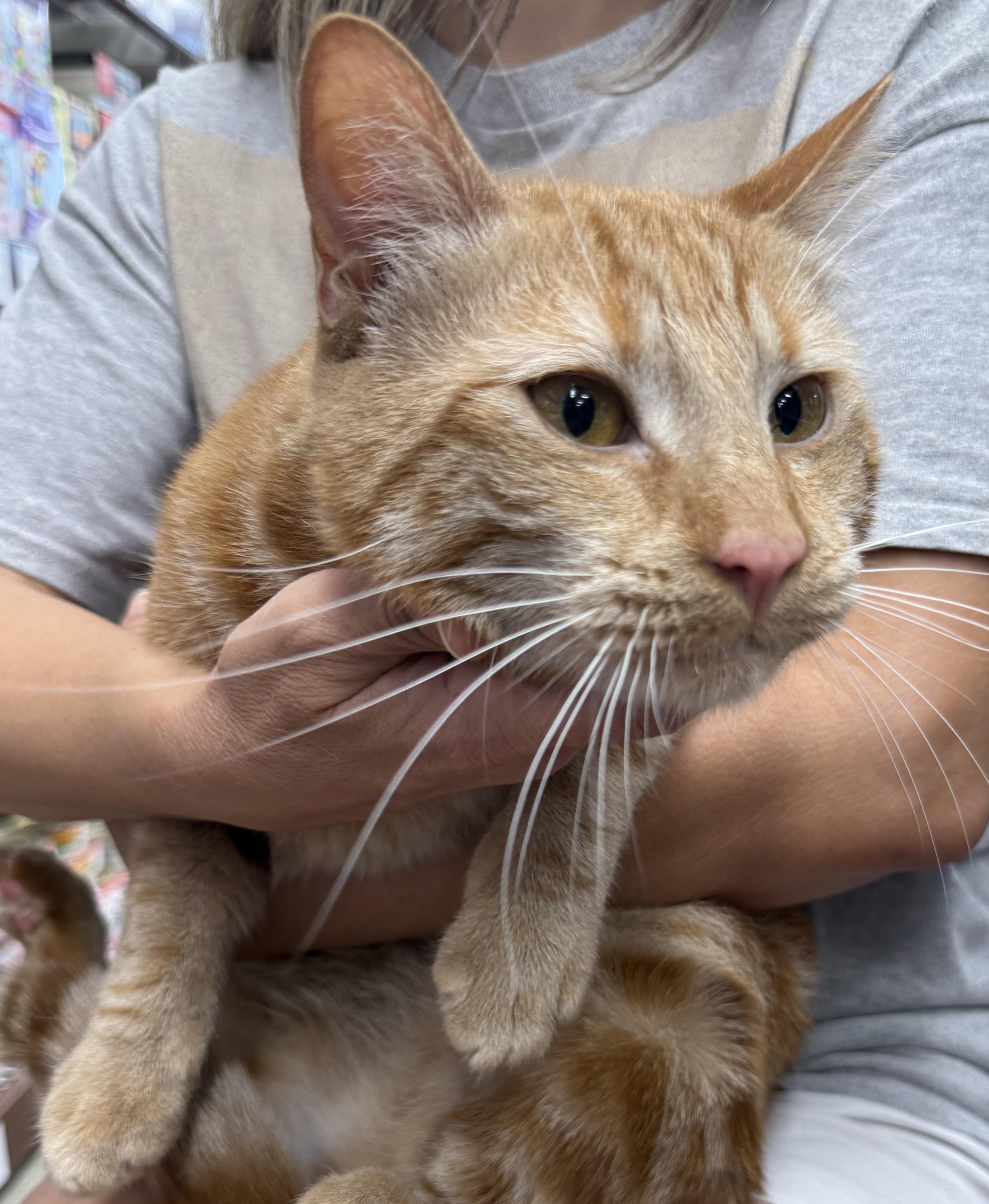 Enlarge Cyrus, a Adoptable Tabby in Monrovia, CA image 4/4