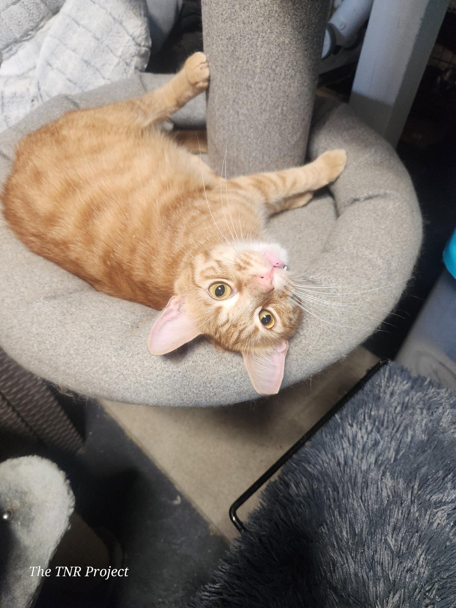 Cyrus, a Adoptable Tabby in Monrovia, CA image 1/3