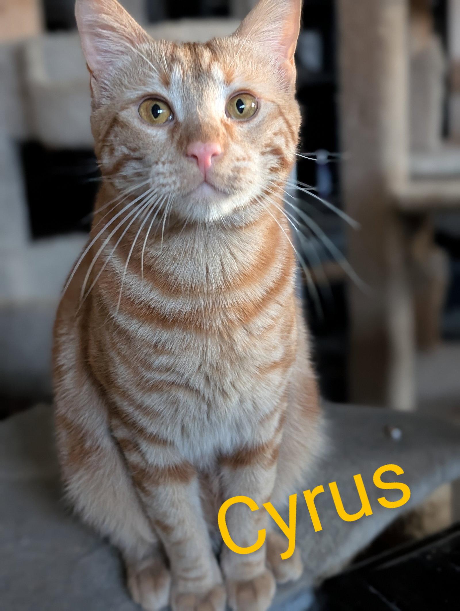 Cyrus, a Adoptable Tabby in Monrovia, CA image 3/3